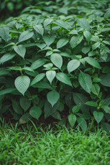 green leaves of a plant