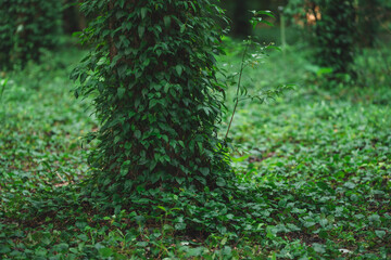 ivy on a tree
