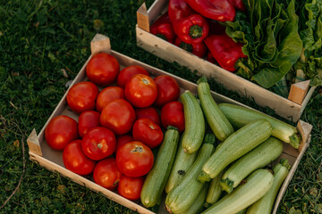 Top view of a wooden crate full of lettuce, zucchini, pepper, and tomato isolated on a farm.