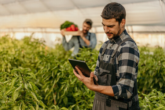 A dedicated male agriculturalist holding a digital tablet in a greenhouse and analyzing the crops, while a male worker carrying a crate in the background.