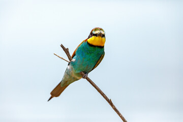 Colorful Bee Eater in the Danube Delta