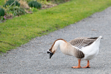 Chinese goose