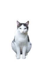  A sitting gray-white cat isolated on a black background.