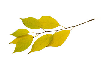 a branch with the leaves of a cherry tree, autumn look. Yellow cherry leaves isolated on a white...