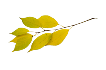 a branch with the leaves of a cherry tree, autumn look. Yellow cherry leaves isolated on a white background.