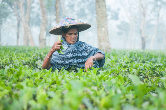Picture of a poor tea garden woman worker