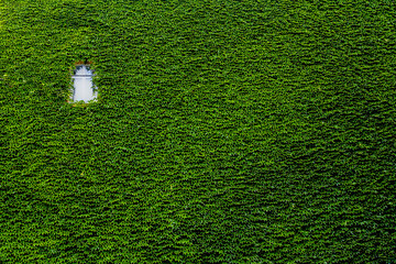 green grass