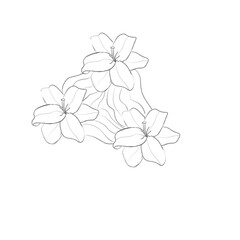 set of lily flower with leaves in line style.  sketches for tattoos