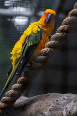 yellow and green macaw