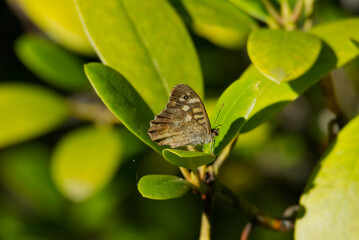 Speckled Wood Butterfly (Pararge aegeria) perched on green leaf in Zurich, Switzerland