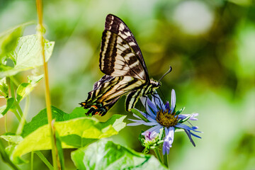 Tiger Swallowtail Butterfly Wing Spread on Oregon Coast