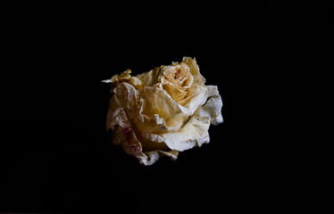 White Rose in Front of Dark Background