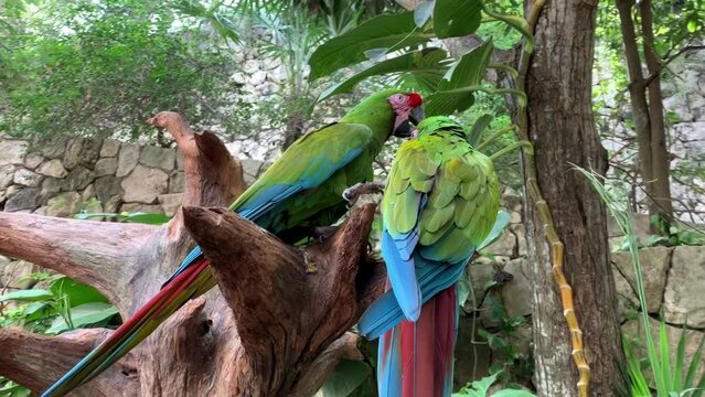 A parrot is cleaning the feathers of another parrot