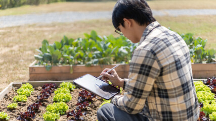 Owner of a small organic vegetable garden business uses a tablet to control and direct the supply of water and nutrients or to record the growth of vegetables in the garden, Vegetables in the greenhou