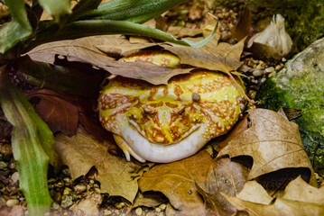 zoo garden, toad sits hiding in leaves