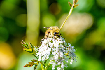 Bee Searching For Pollen on White Wildflower in Oregon Forest