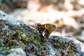 Silver-Spotted Skipper Butterfly Resting on a Mossy Rock in Oregon