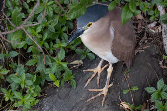 kagu bird in the forest