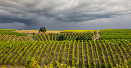 Paysage de vigne vallonné sous un ciel d'orage en Anjou.