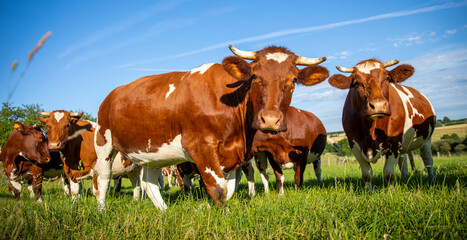 Naklejka na ściany i meble Troupeau de vache laitière dans la campagne au printemps.