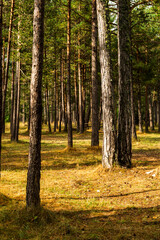 imagen de un bosque de pinos altos  verdes