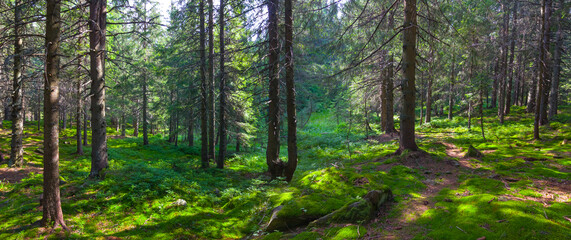 small ground road through summer fir forest