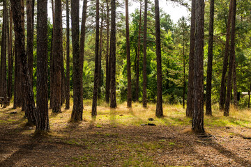 imagen de los troncos de unos árboles en una llanura del bosque 