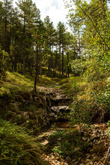 Obraz premium imagen de un paisaje de árboles de pinos y hierba verde con el cielo azul 