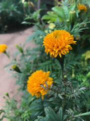 orange flowers in the garden
