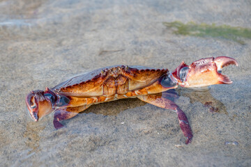 Red Crab Raising Claws in Sand Along Vancouver Island, BC, Canada