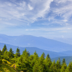 summer green mountain valley with fir tree forest