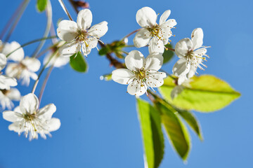 White flowers of cherry blossoms on sunny spring day. Blooming sakura tree on sky background in garden or park. Cherry blossom.