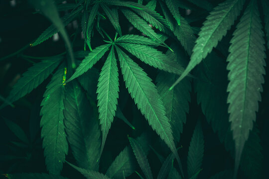 Group organic cannabis leaves on a dark background. Texture of Marijuana leaves of a plant.