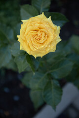 beautiful rose bush, blooming profusely in the summer garden, raindrops on the flower.