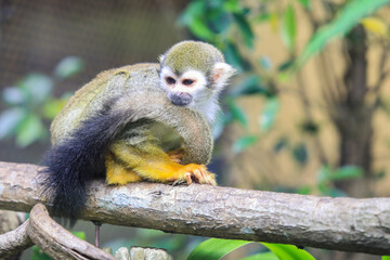 Squirrel monkey, New World monkey of the genus Saimiri, with Big Black Tail sitting on the Tree in the Open Zoo, Thailand