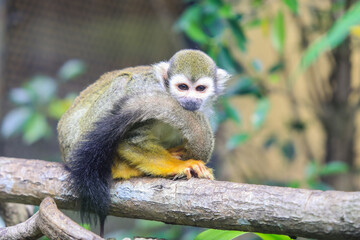 Squirrel monkey, New World monkey of the genus Saimiri, with Big Black Tail sitting on the Tree in the Open Zoo, Thailand