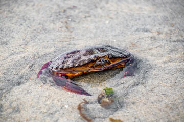 Red Crab Submerging in Sand Underwater Along Vancouver Island, BC, Canada