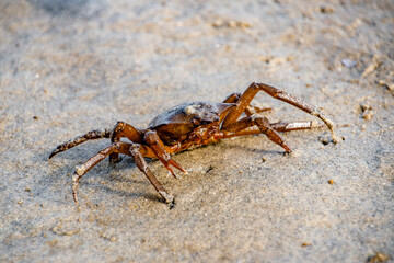 Fototapeta premium King Crab Crawling on the Shores of Vancouver Island, BC, Canada