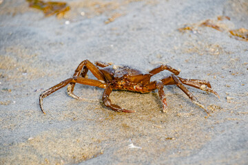 King Crab Crawling on the Shores of Vancouver Island, BC, Canada