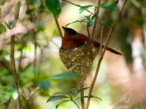 A female Malagasy Paradise Flycatcher, Terpsiphone mutata, warms the young on the nest. N.P Zobitse Uhibasia, Madagascar.