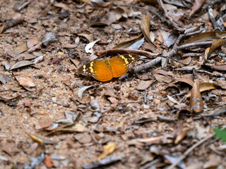 Tropical butterfly with brown open N.P Zombitse Uhibasia, Madagascar.