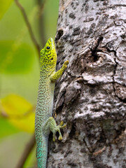 Naklejka na ściany i meble Felsuma Standingova, Phelsuma standingi, Standings day gecko sits on the cracked bark of a tree. Zombitse-Vohibasia National Park Madagsakr wild life.