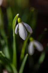 snowdrop flowers in spring forest 