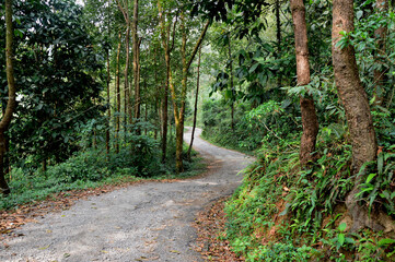 path in the forest in  India