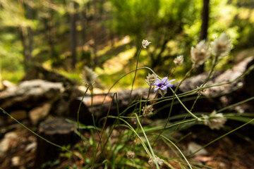 imagen detalle de una flor violeta con naturaleza al fondo