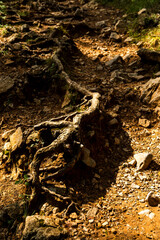 imagen detalle de una raíz x encima del suelo, con tierra y piedras debajo 