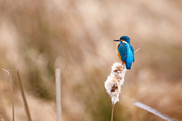 A kingfisher in the Reeds
