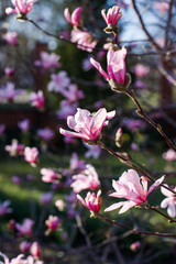 Pink magnolia flowers. Magnificent magnolia bloom. Magical flowers