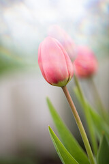 Fototapeta premium Tulip in garden. Soft pastel background. Spring flower