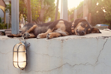 Black and brown dog lying on the white wall